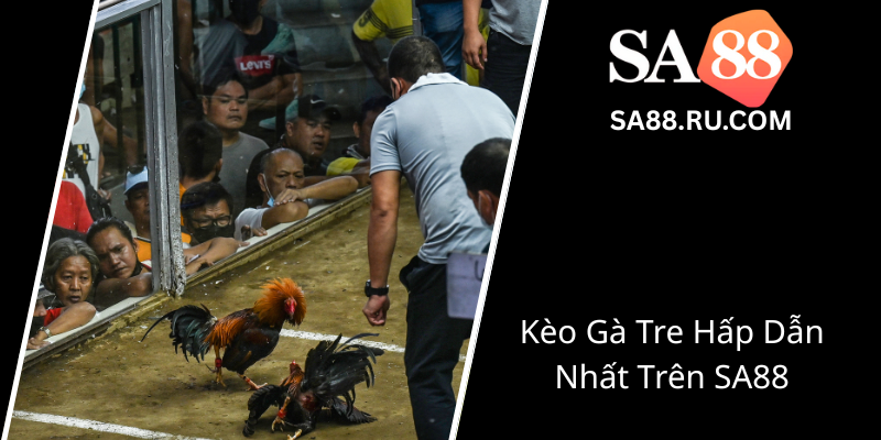Kèo Đá Gà Tre SA88 - Trải Nghiệm Đỉnh Cao Trong Thế Giới Gà Chọi Trực Tuyến 2 Keo Ga Tre Hap Dan Nhat Tren Sa880