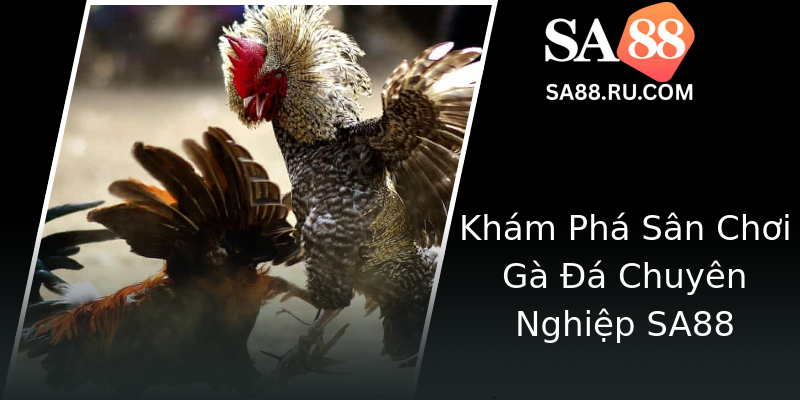Khám Phá Sân Chơi Gà Đá Chuyên Nghiệp SA88 Khám Phá Sân Chơi Gà Đá Chuyên Nghiệp SA88