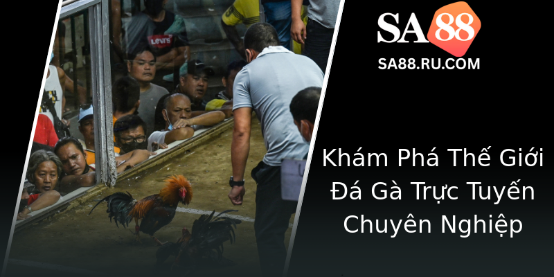 Khám Phá Thế Giới Đá Gà Trực Tuyến Chuyên Nghiệp Khám Phá Thế Giới Đá Gà Trực Tuyến Chuyên Nghiệp
