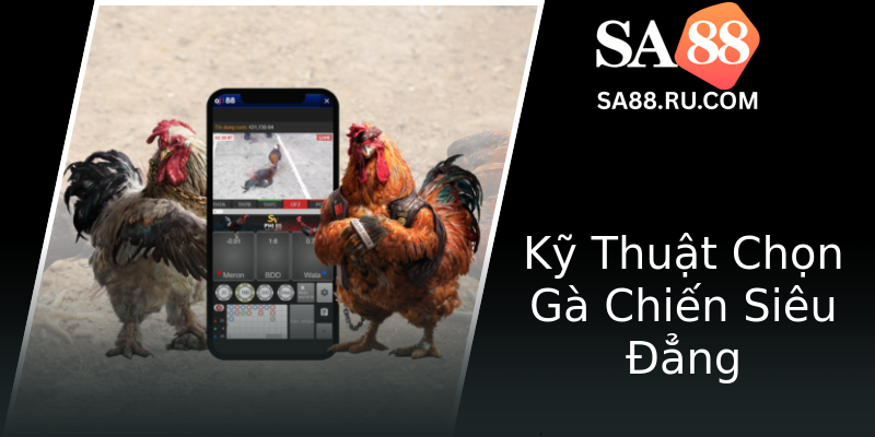Kỹ Thuật Chọn Gà Chiến Siêu Đẳng Kỹ Thuật Chọn Gà Chiến Siêu Đẳng