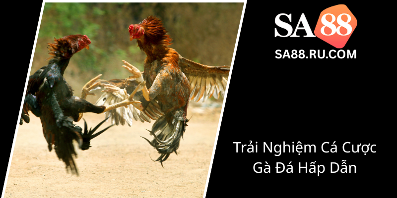 Đá Gà Danh Thomo SA88 - Sân Chơi Đẳng Cấp Cho Game Thủ Không Thể Bỏ Qua 1 Trai Nghiem Ca Cuoc Ga Da Hap Dan0
