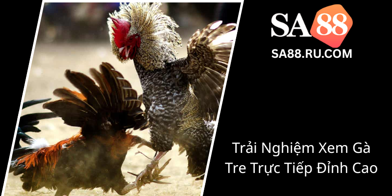 Kèo Đá Gà Tre SA88 - Trải Nghiệm Đỉnh Cao Trong Thế Giới Gà Chọi Trực Tuyến 3 Trai Nghiem Xem Ga Tre Truc Tiep Dinh Cao0 1