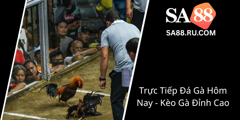 Đá Gà Campuchia Trực Tiếp - Trải Nghiệm Cuộc Chơi Đỉnh Cao Với SA88 2 Truc Tiep Da Ga Hom Nay Keo Ga Dinh Cao0